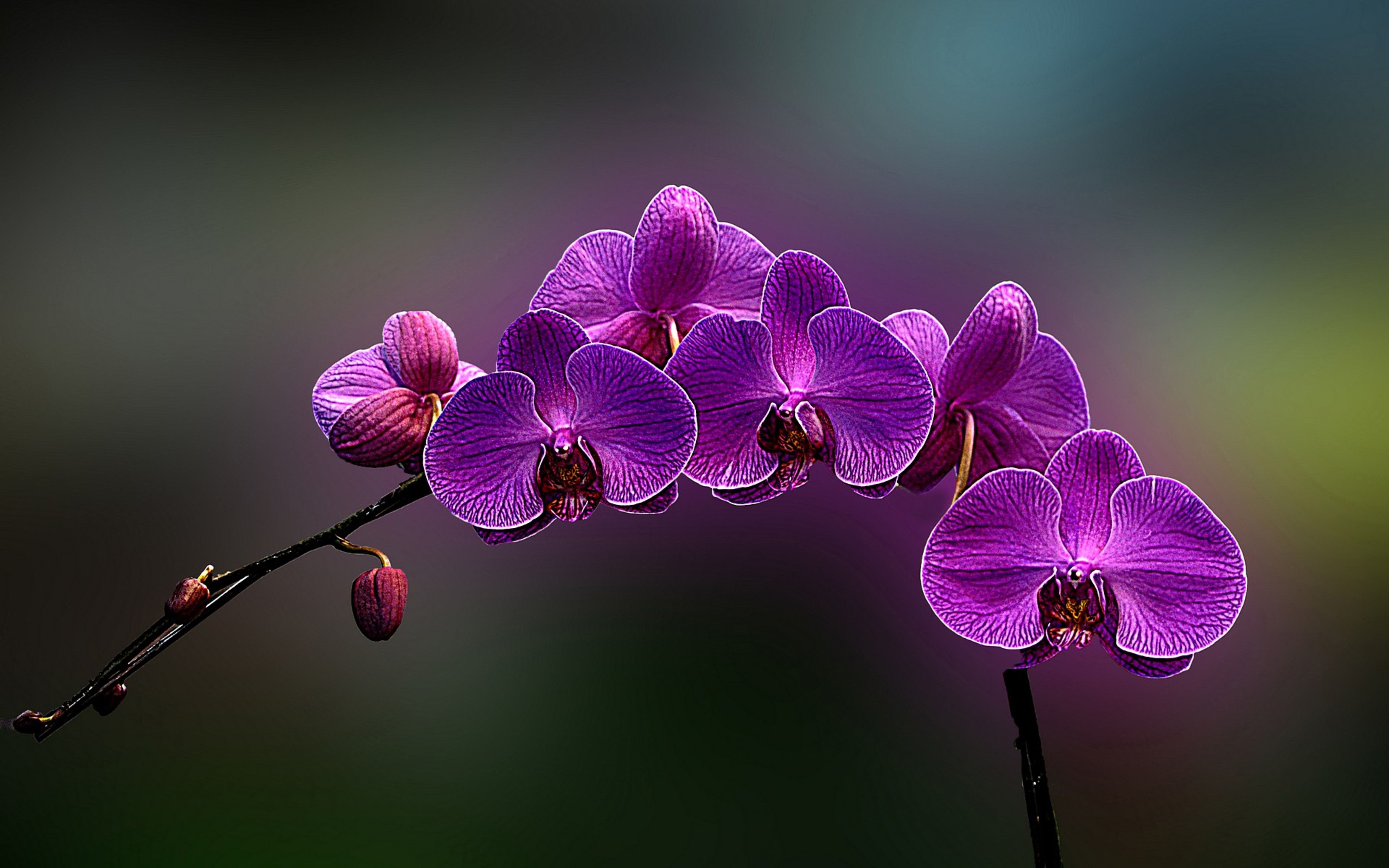 Amazing Purple Orchid Flower HD Wallpaper