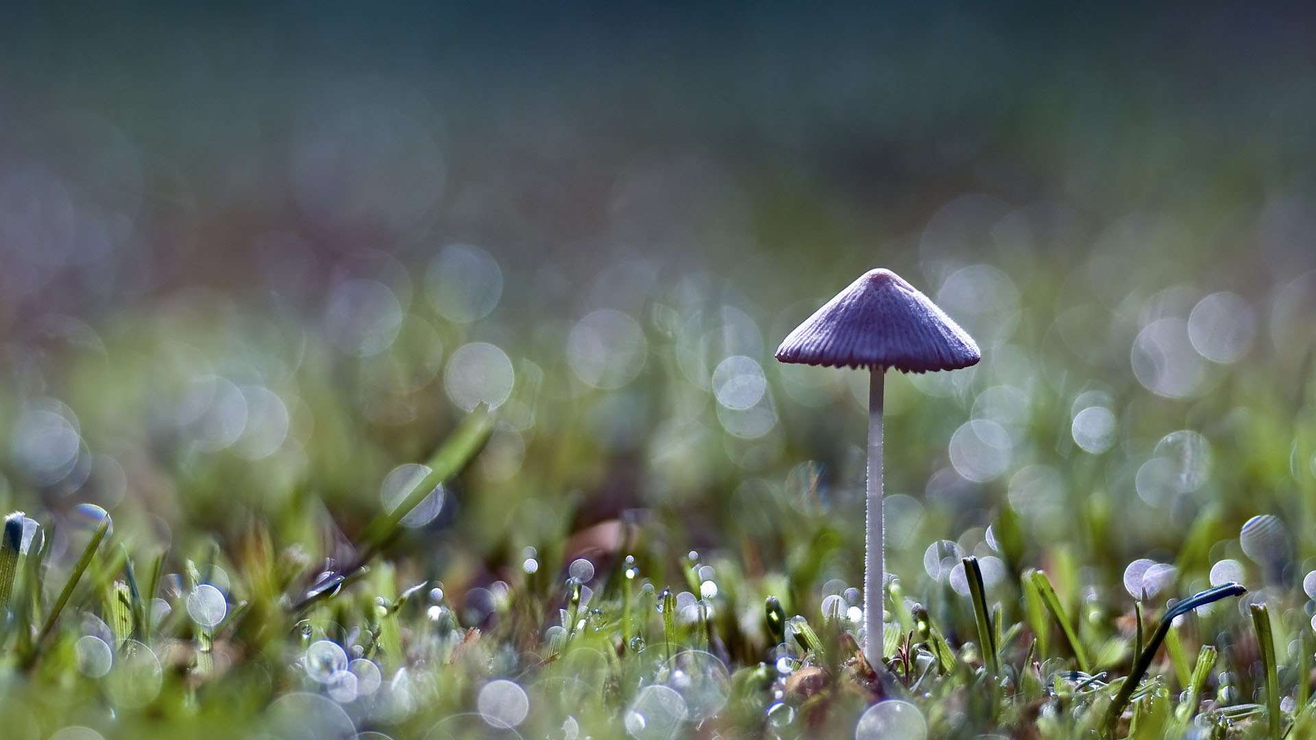 Close Up Mushroom Full HD Desktop Wallpaper 1080p