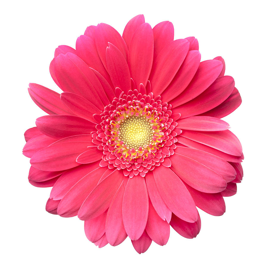 Pink Gerbera Daisy Isolated On White Photograph by Jill Fromer