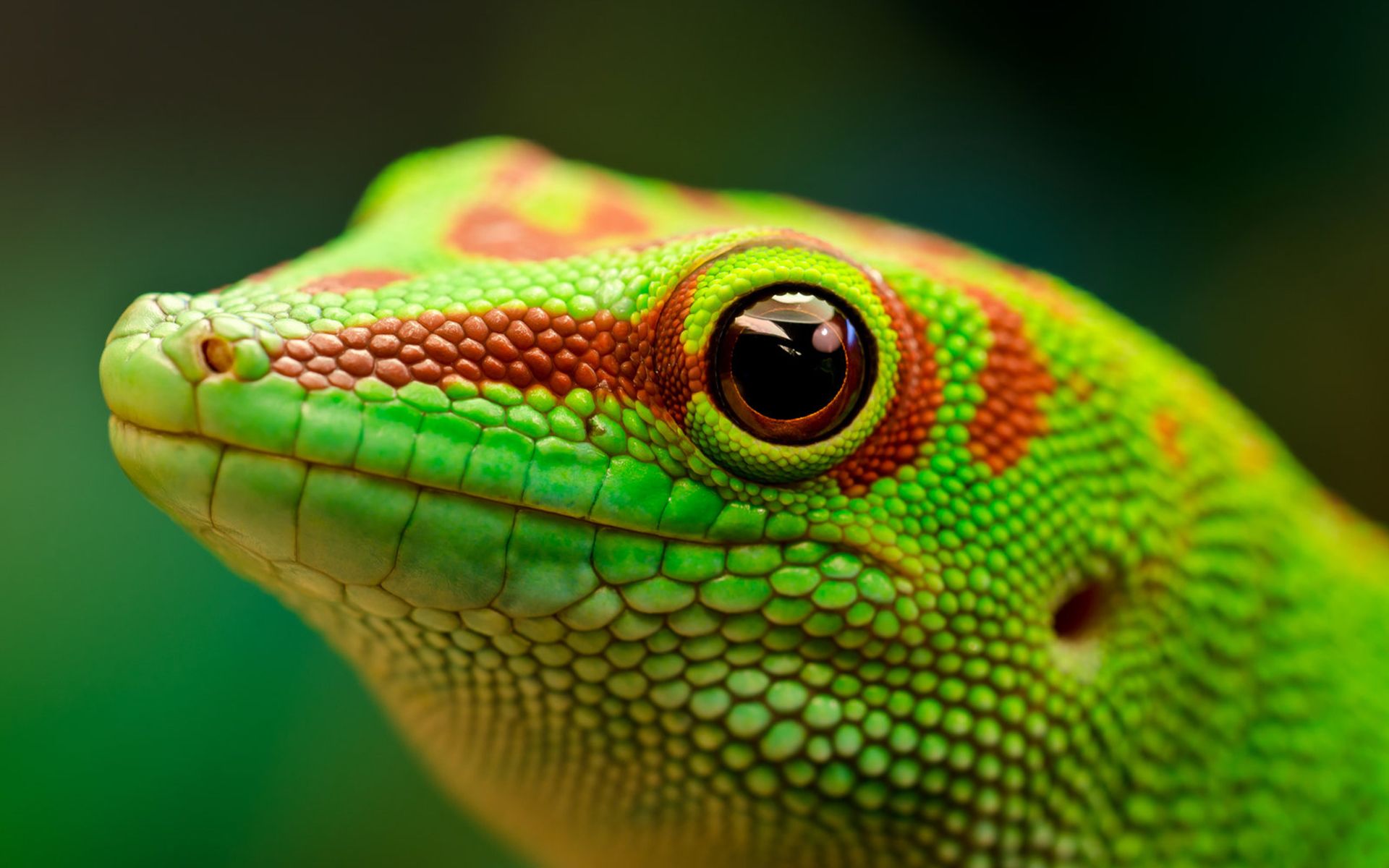 Resultado de imagen de gecko wallpaper Day geckos Reptiles