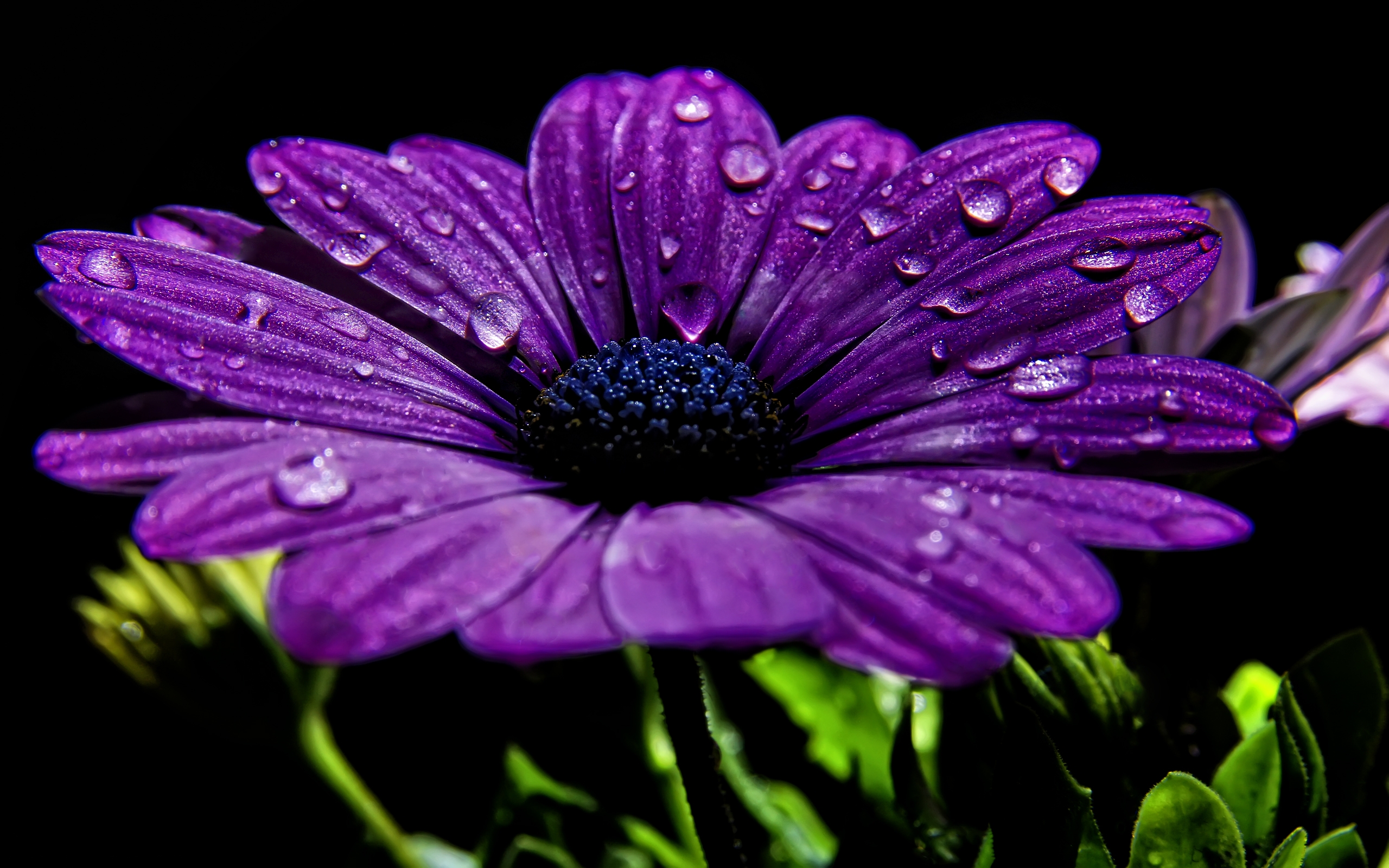 Amazing Purple Flowers wallpaper 2560x1600 22463
