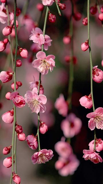 Pink Flowers HD Wallpaper For Your Mobile Phone