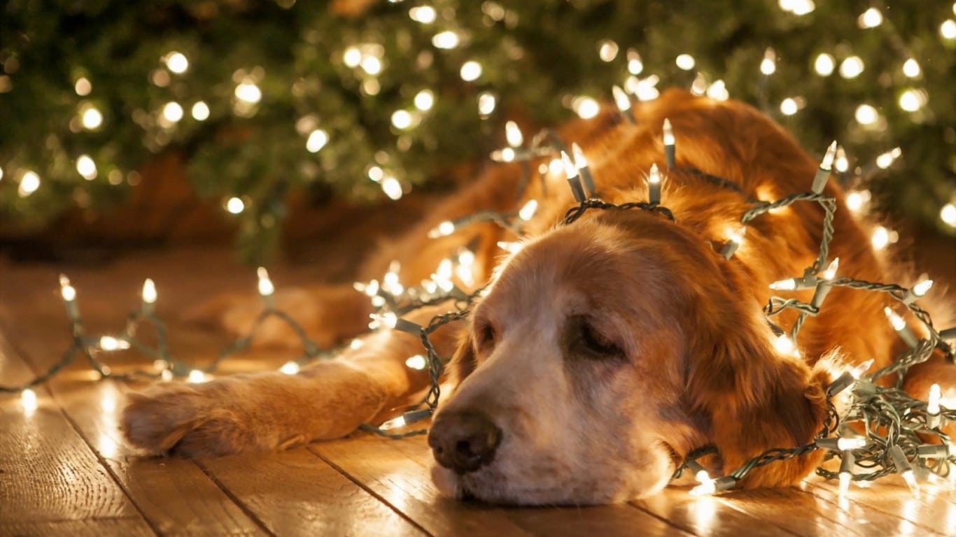Free Christmas Wallpaper With Dogs 1366x768 VO1YQ6D   Picseriocom