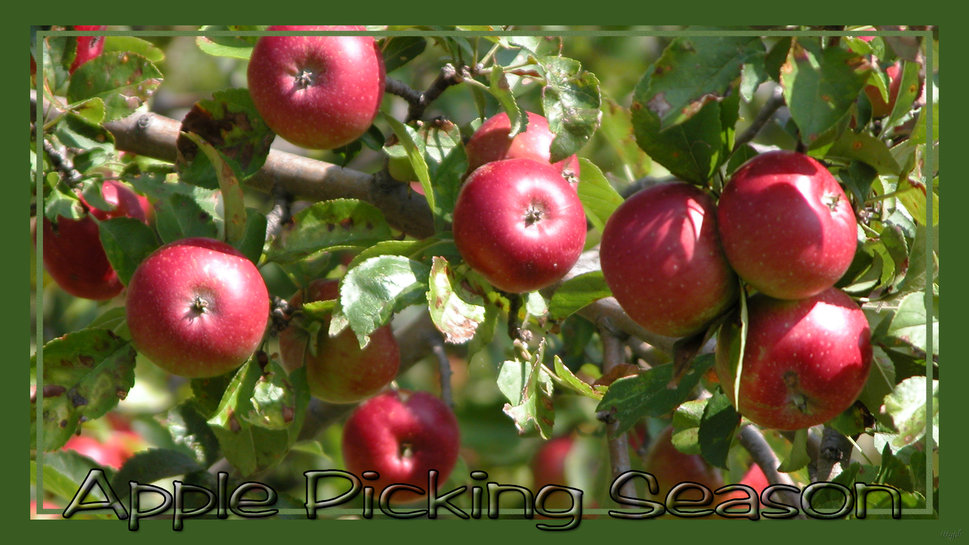 Apple Picking Season Wallpaper