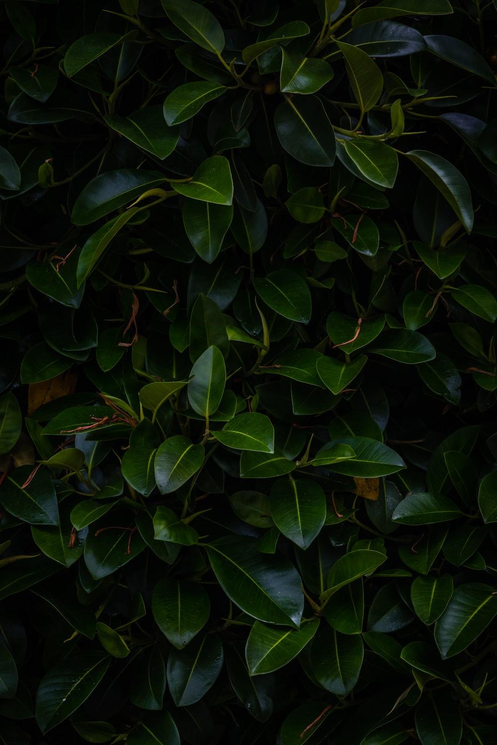 Dark Green Leaves Pictures Image