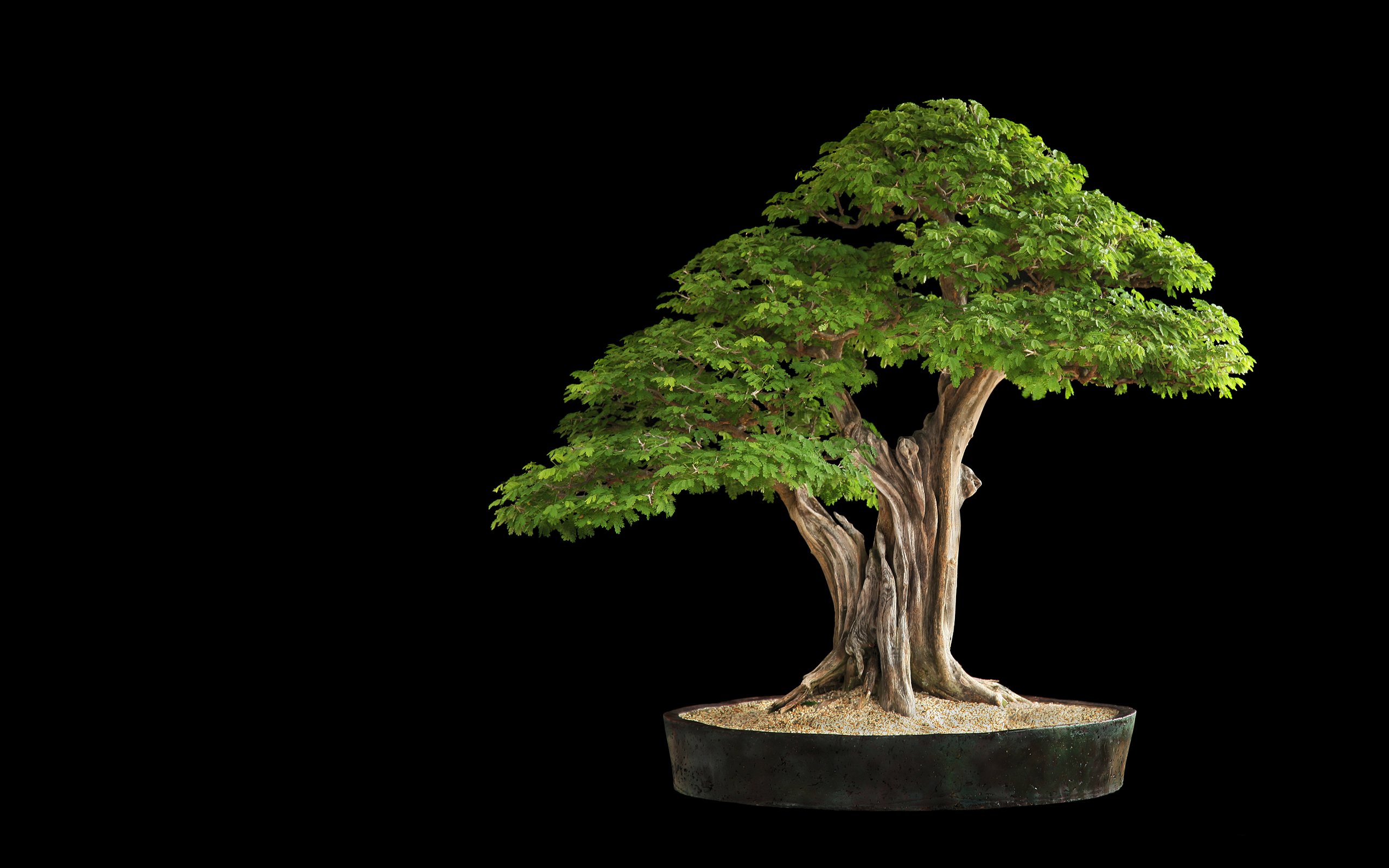 Tree Bonsai Leaves H Wallpaper