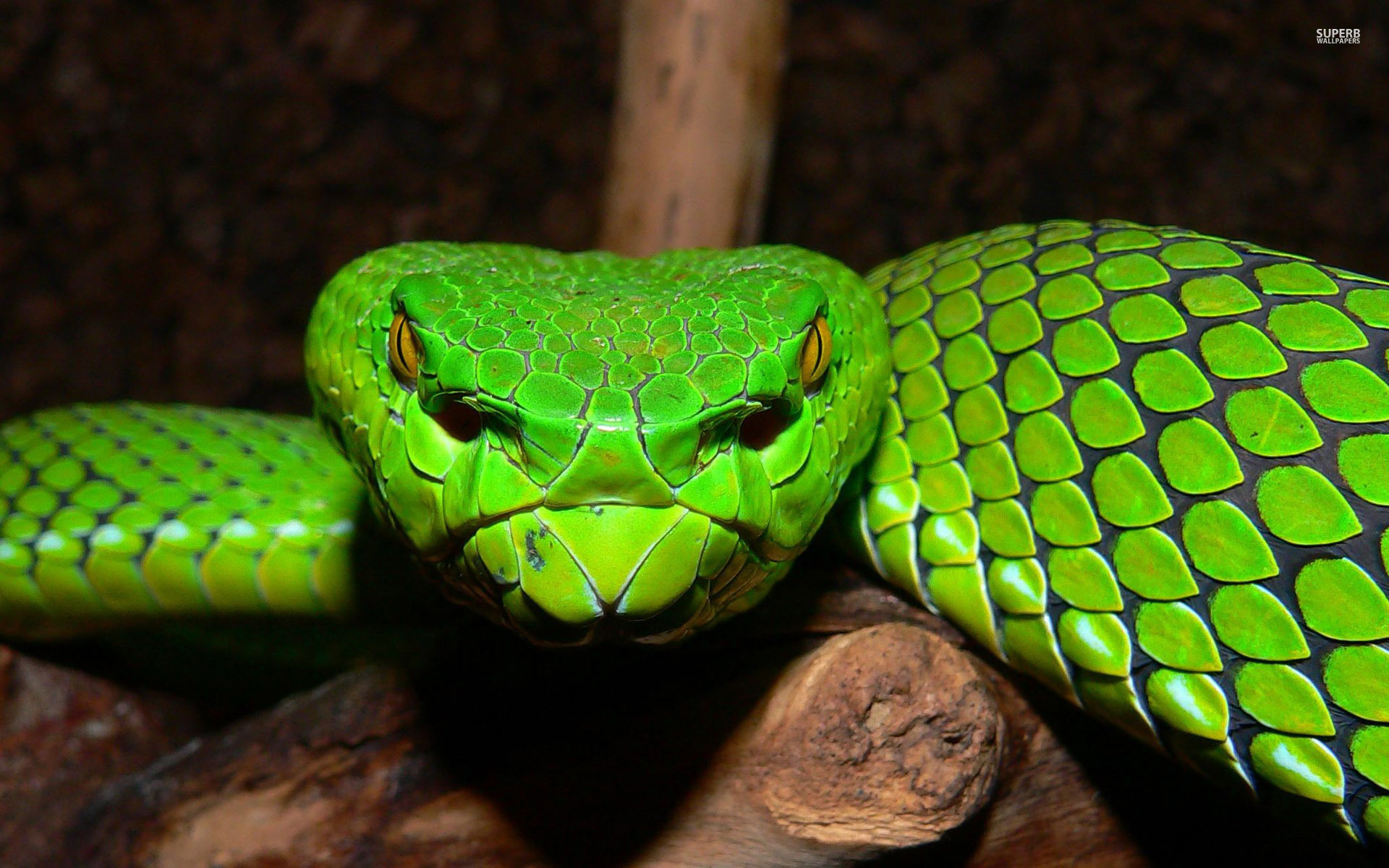 Green Pit Viper Snake Wallpaper