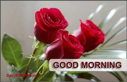 GOOD MORNING Quotes Red Rose Status Wallpapers Images Pics