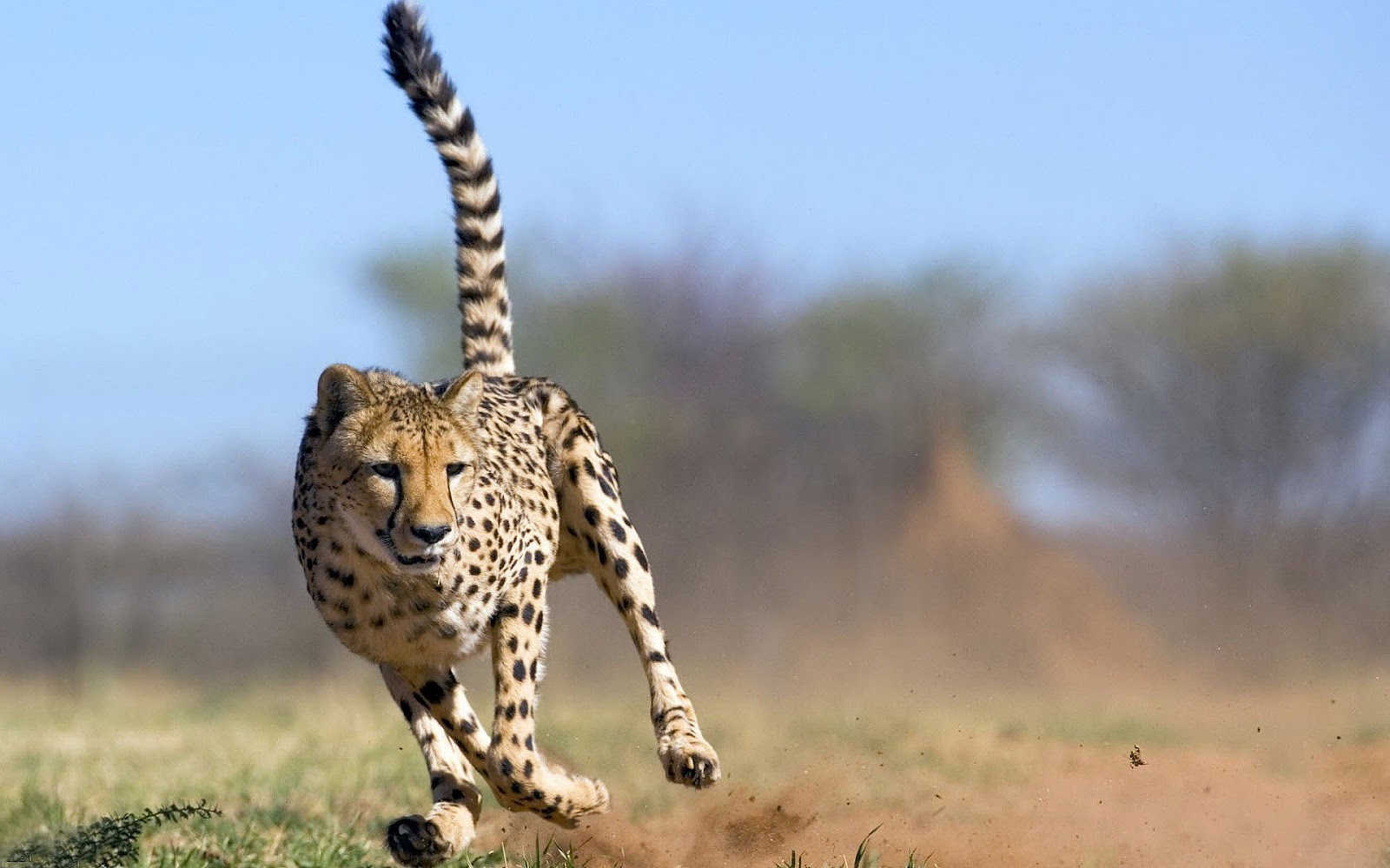 HD Cheetah Wallpaper With A Fast Running Attacking