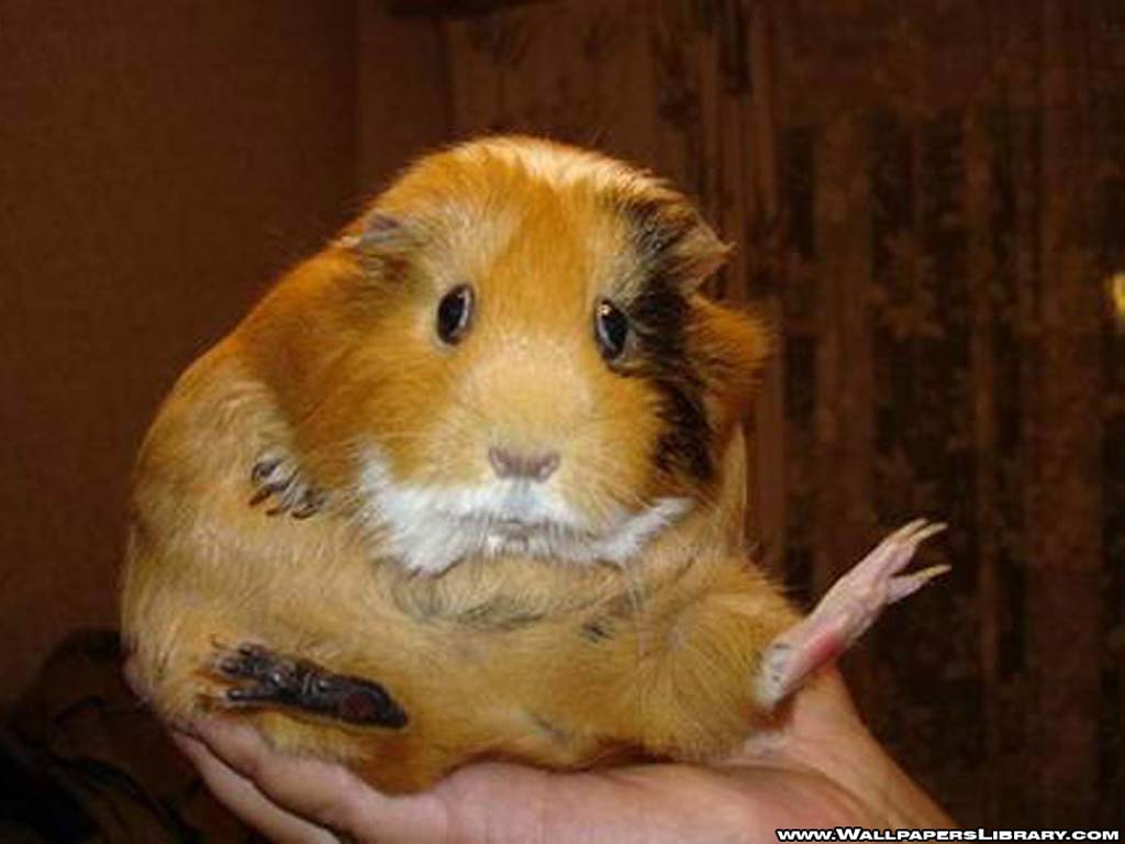Funny Hamsters Wallpaper For Widescreen Animal