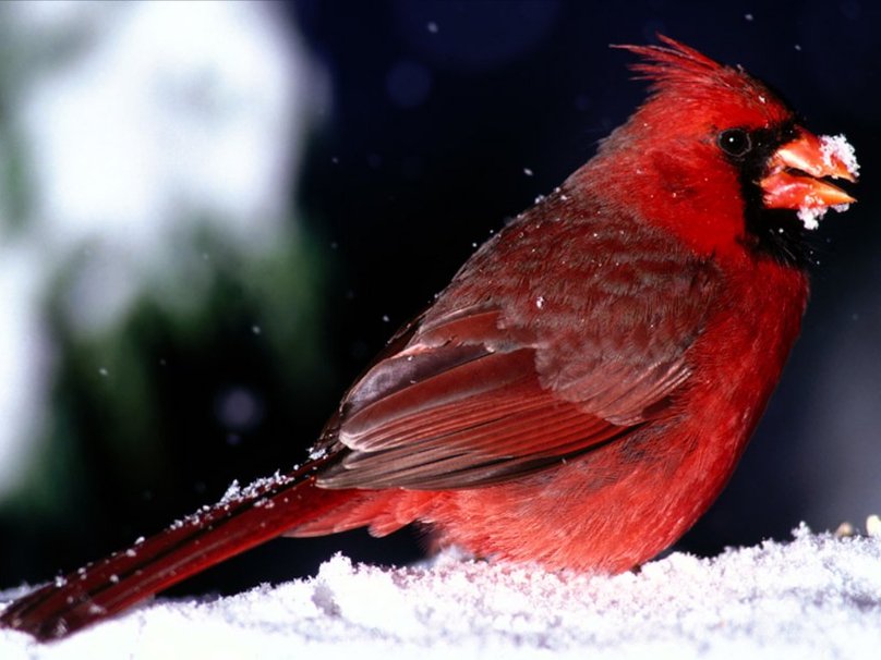 pssaro vermelho na neve Vetor   ForWallpapercom