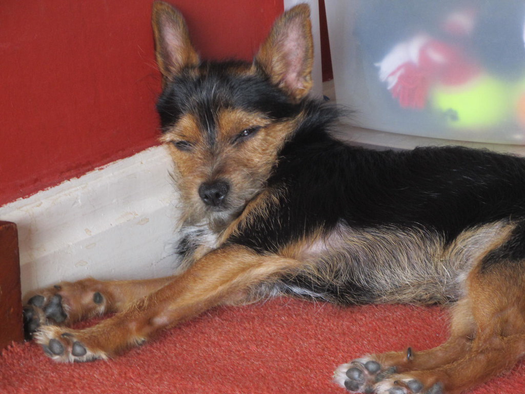 Free download Sleepy Dog He cant keep his eyes open Laura Maddison