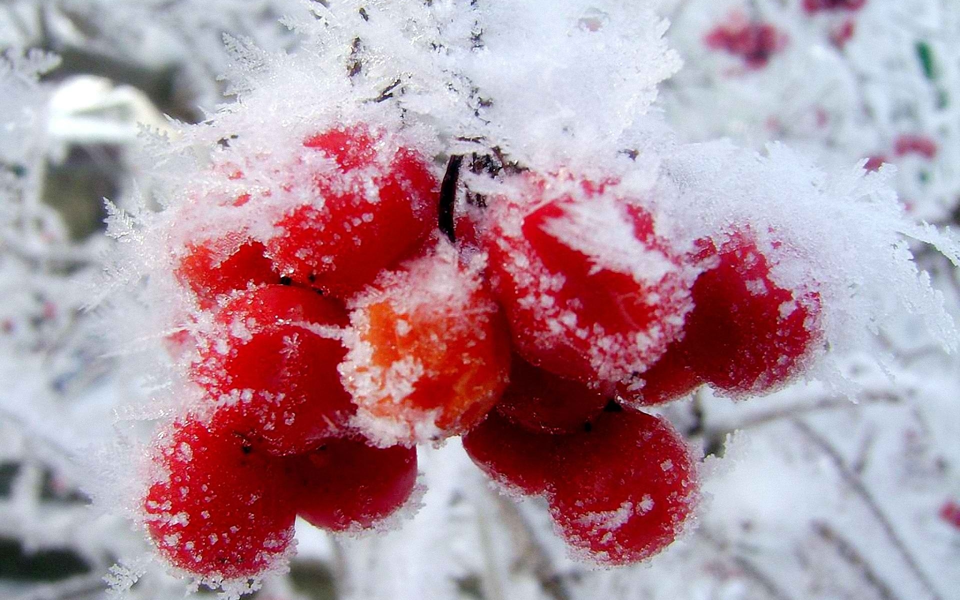 Winter First Snow Red Berries Fruits Cranberry T Wallpaper Background