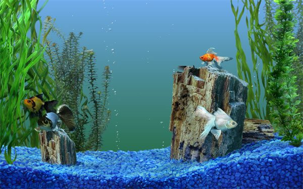 Use The Old Windows Xp Screensavers Including Aquarium With
