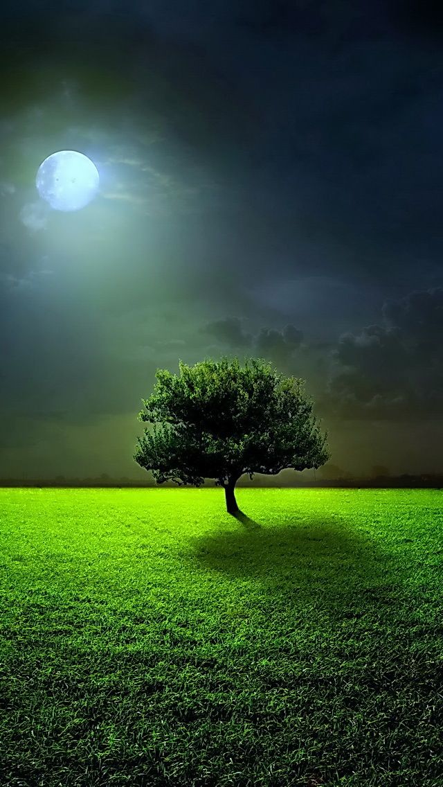 More Search Full Moon Tree iPhone Wallpaper Tags Night