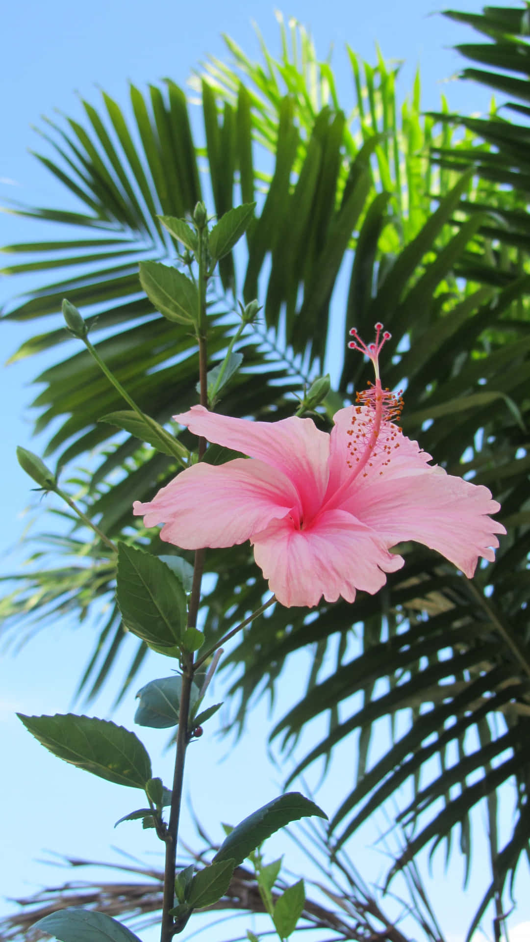 Hibiscus Aesthetic Wallpaper