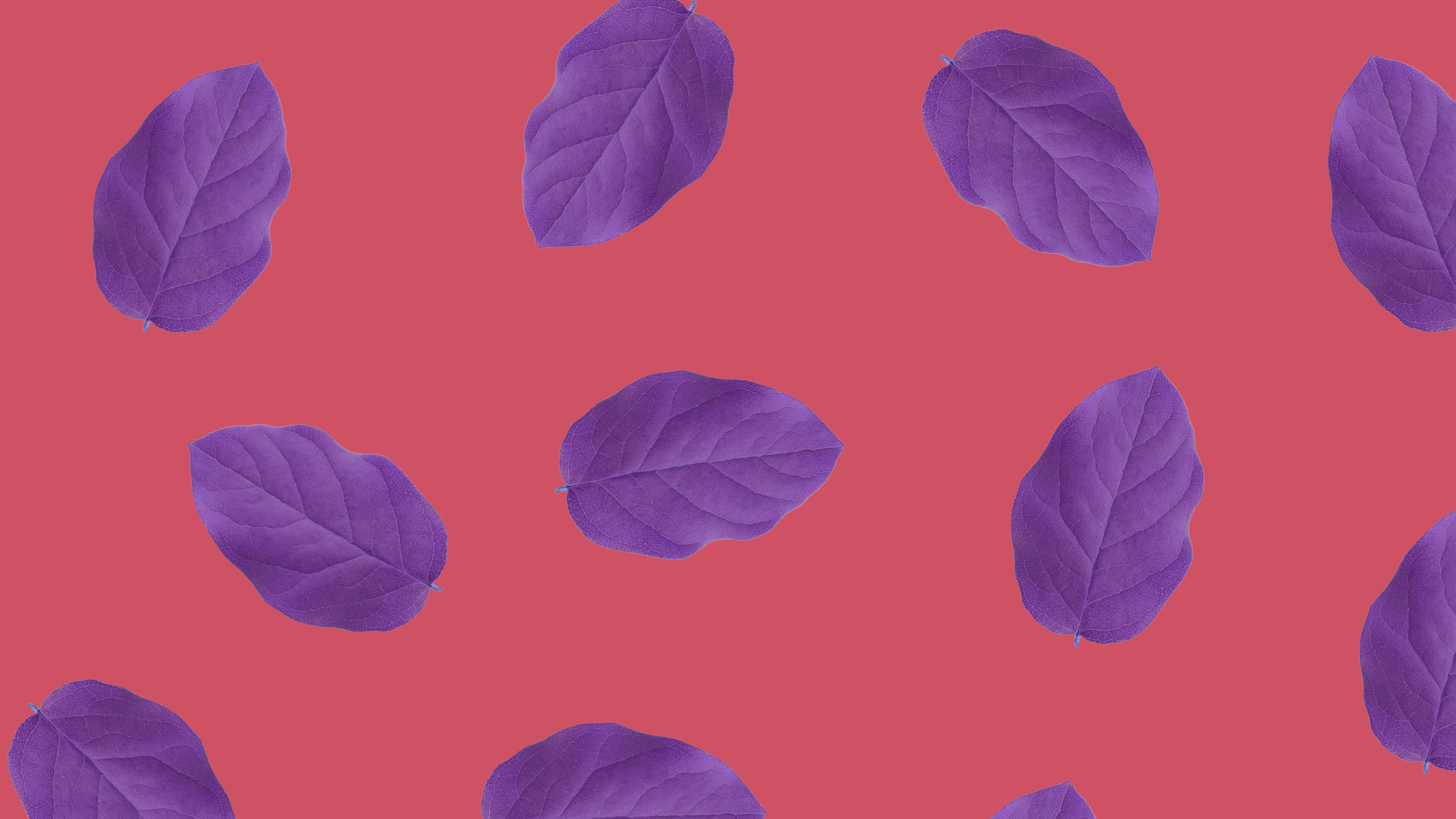 Top Minimalist Plant Wallpaper Full HD 4k To Use
