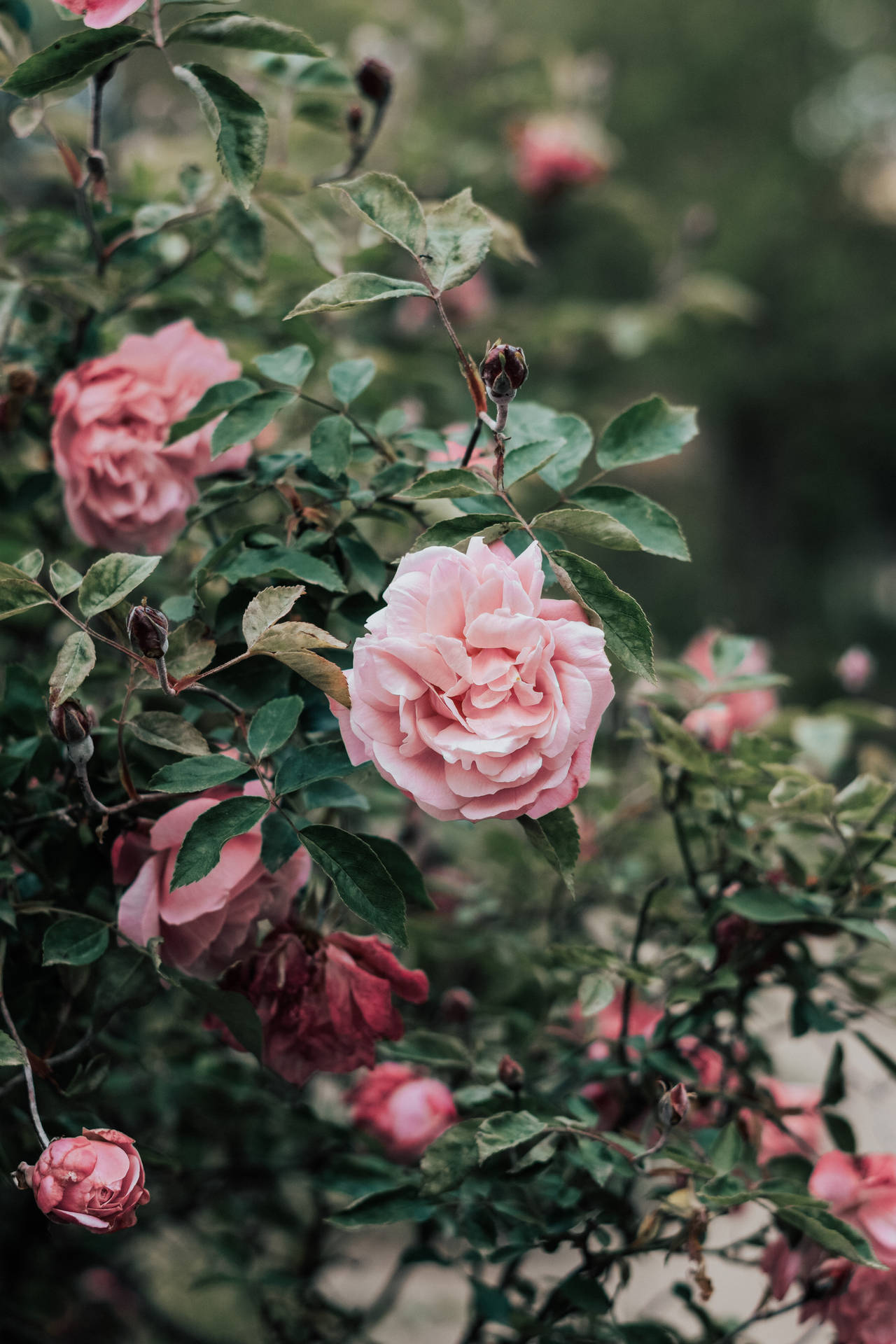 Rose iPhone Wallpaper