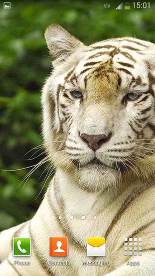 White tiger live wallpaper for Android White tiger free download for