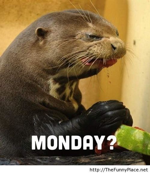 Monday Again Funny Wallpaper With An Animal Pictures