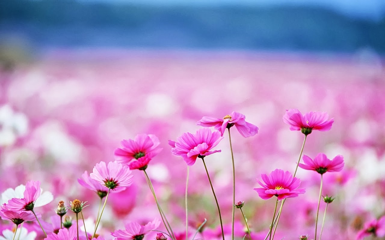 Gambar Bunga Cantik Untuk Wallpaper