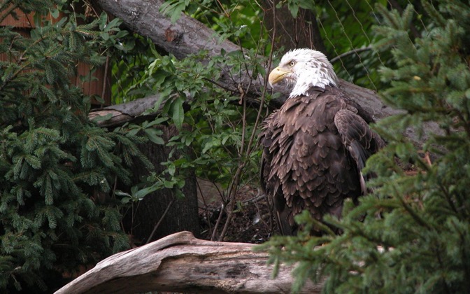 High Resolution Desktop Wallpaper American Bald Eagle By Chickenwire