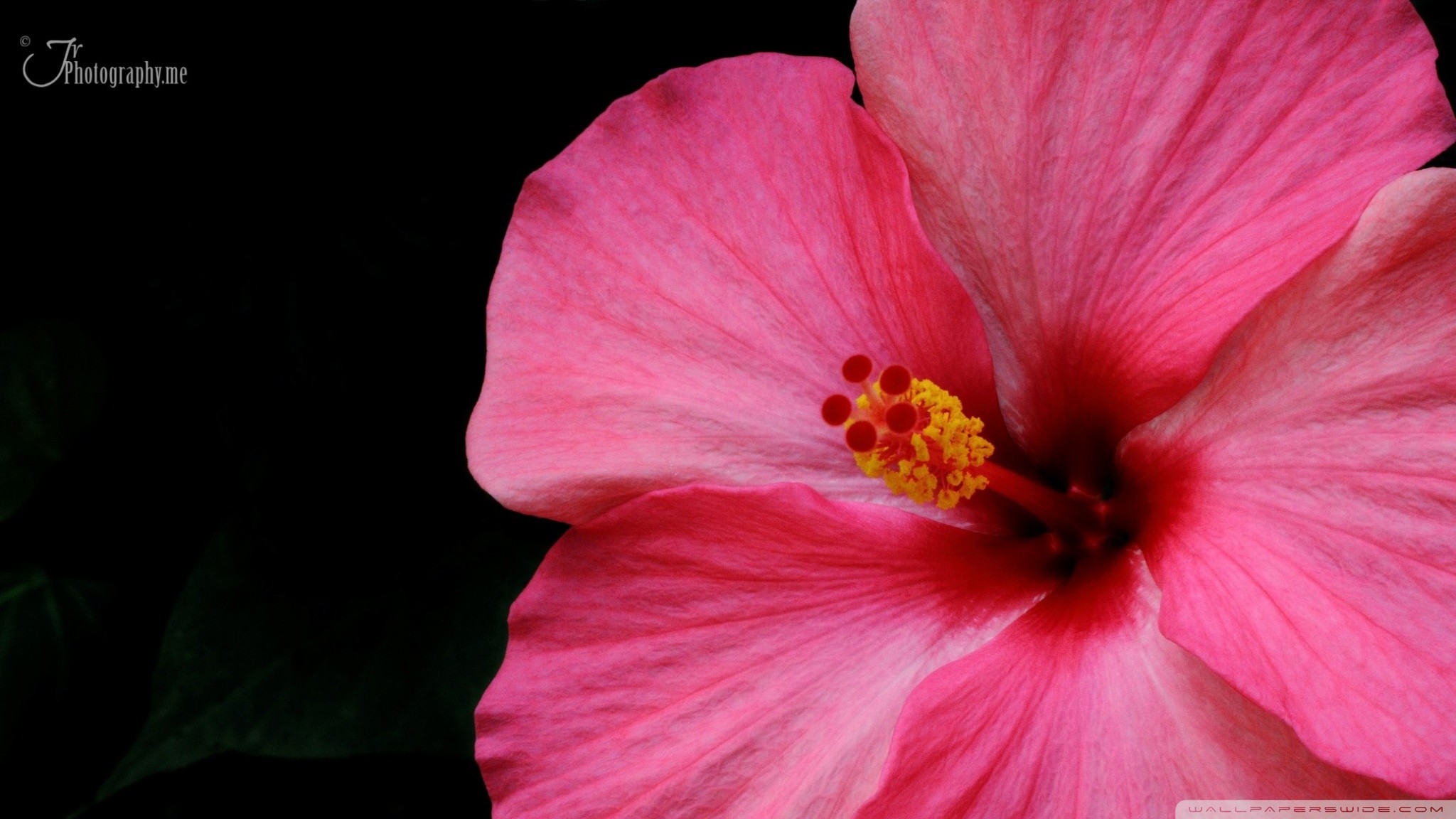 Hibiscus Wallpaper