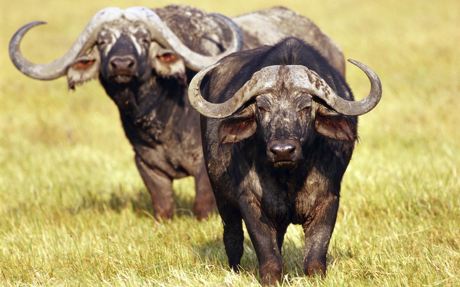African Animals Wallpaper HD