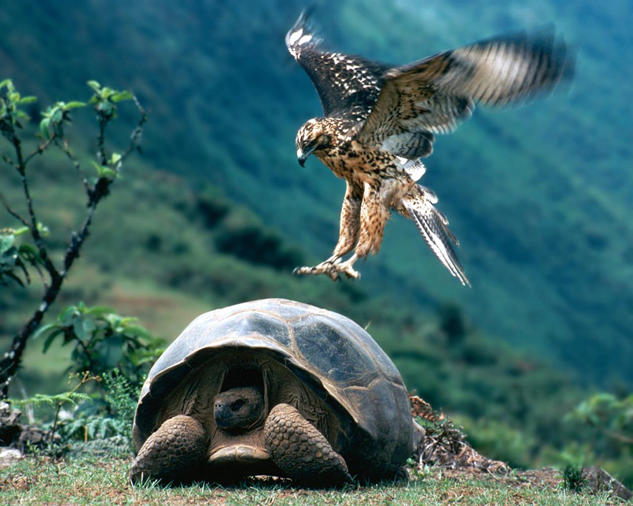 Tortoise Wallpapers Download Giant Tortoises HD Wallpapers For Free
