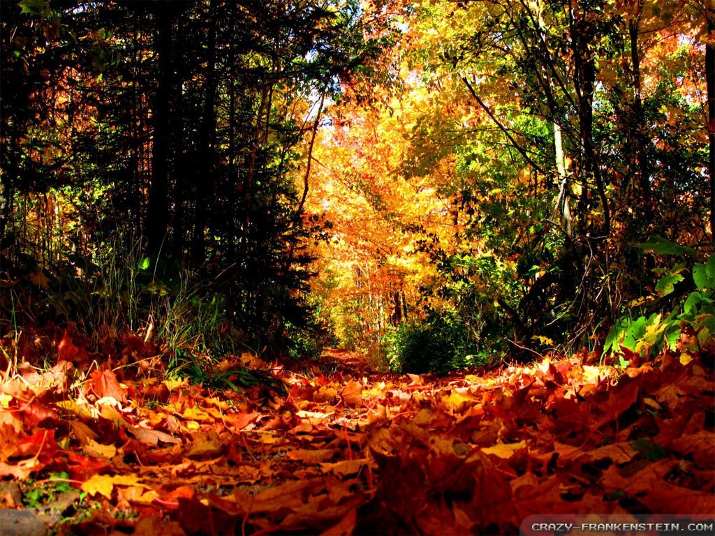 Autumn Season Wallpaper HDwpro