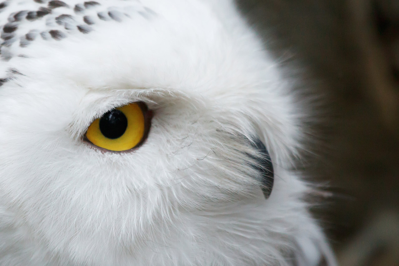 Desktop Wallpaper Snowy Owl Free Download Owls Snowy Snowy Owl