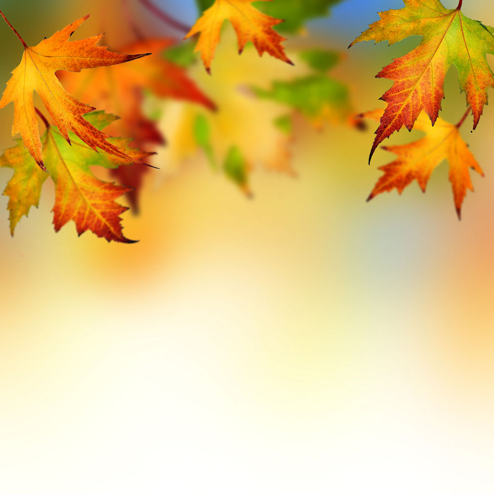 39+] Fall Leaves Wallpaper Border - WallpaperSafari