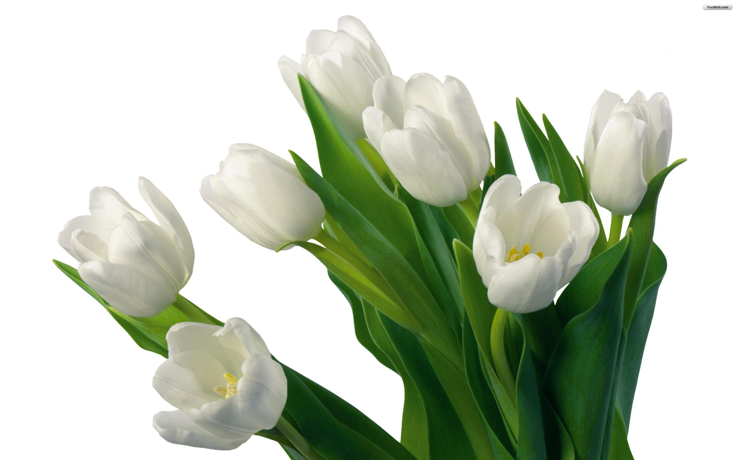 Youwall White Tulips Wallpaper
