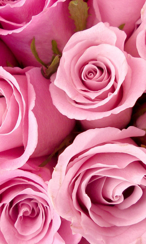 Roses Live Wallpaper HD For Android Software