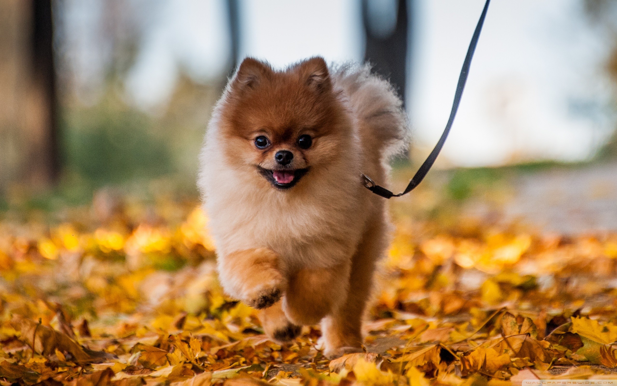 Cool Pomeranian Wallpaper