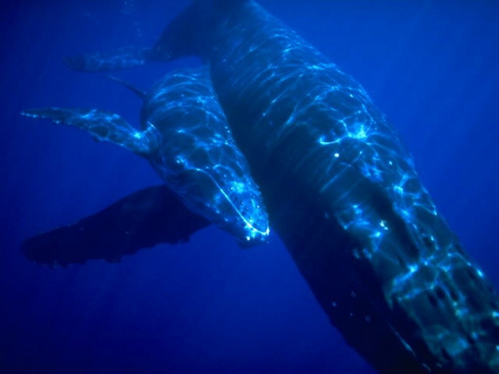 My Wallpaper Nature Mother Whale
