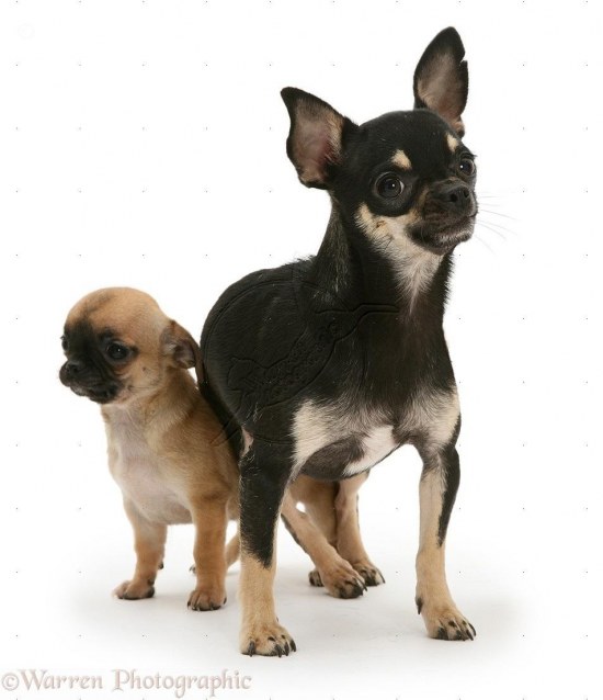 Black And Tan Chihuahua Bitch With Pup White Background Photo