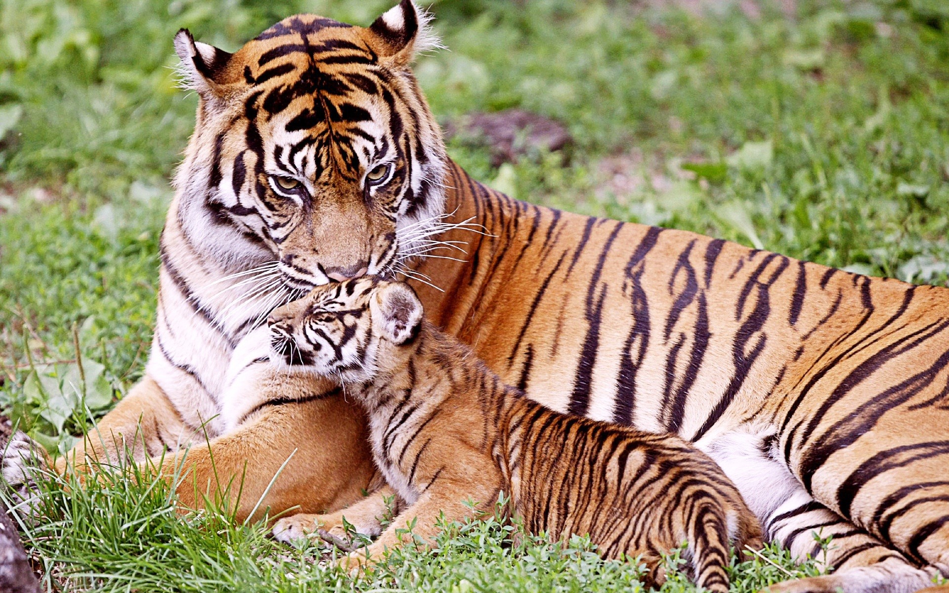 Tiger Seating with Baby Cub Wild Animal HD Wallpapers HD Wallpapers