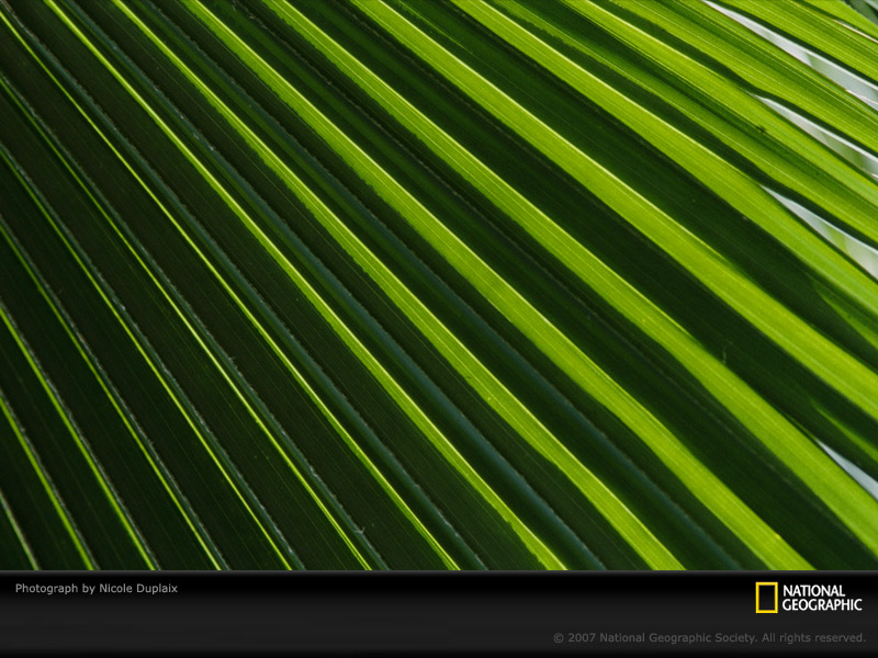 Palm Frond Pattern Picture Desktop Wallpaper