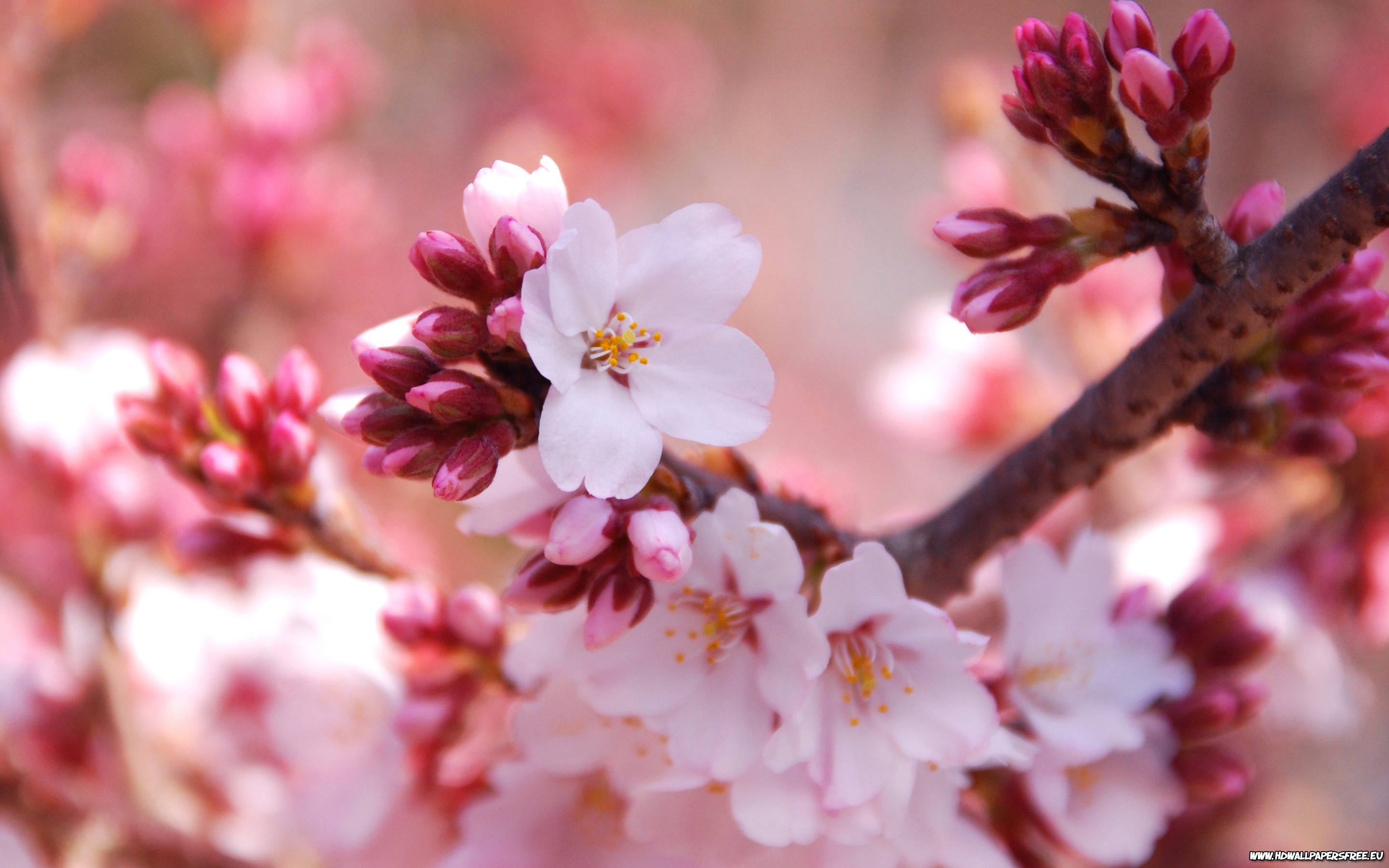 Blossom Cherry Background Wallpaper