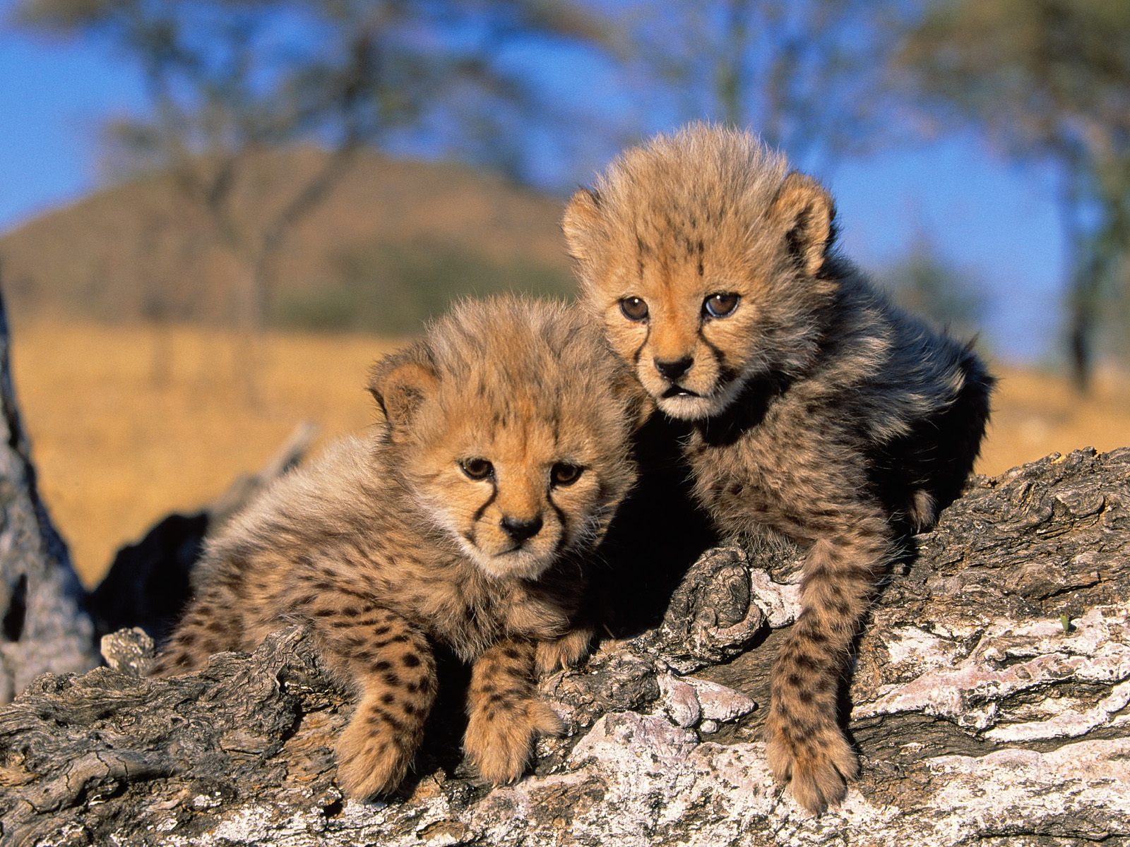 Hq Cheetah Cubs Africa Wallpaper