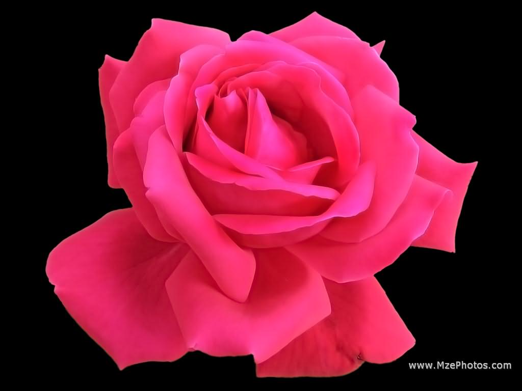Deep Pink Rose on Black Macro Photo