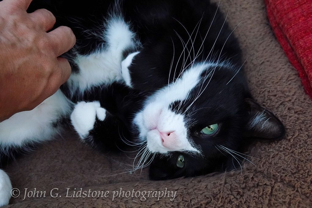 Tomcat Inviting Tickle Tum With Image Cat Wallpaper Cats
