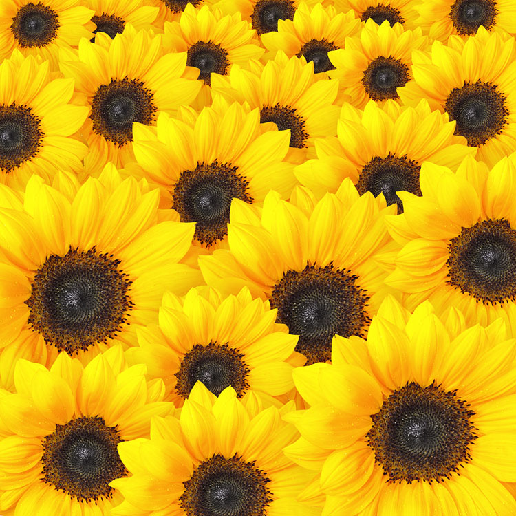 Sunflowers Background Pictures Stock Photos Wild Retina