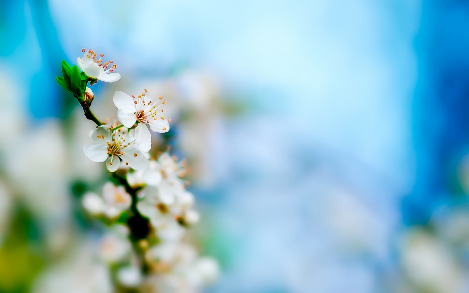Spring White Apple Flowers HD Wallpaper Epic Desktop Background