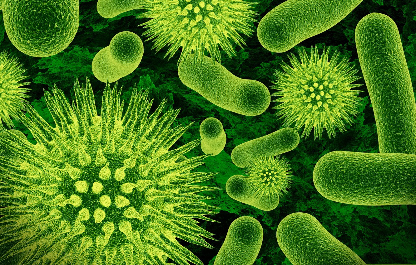 Wallpaper Biology Increase Bacteria Microorganisms Image For