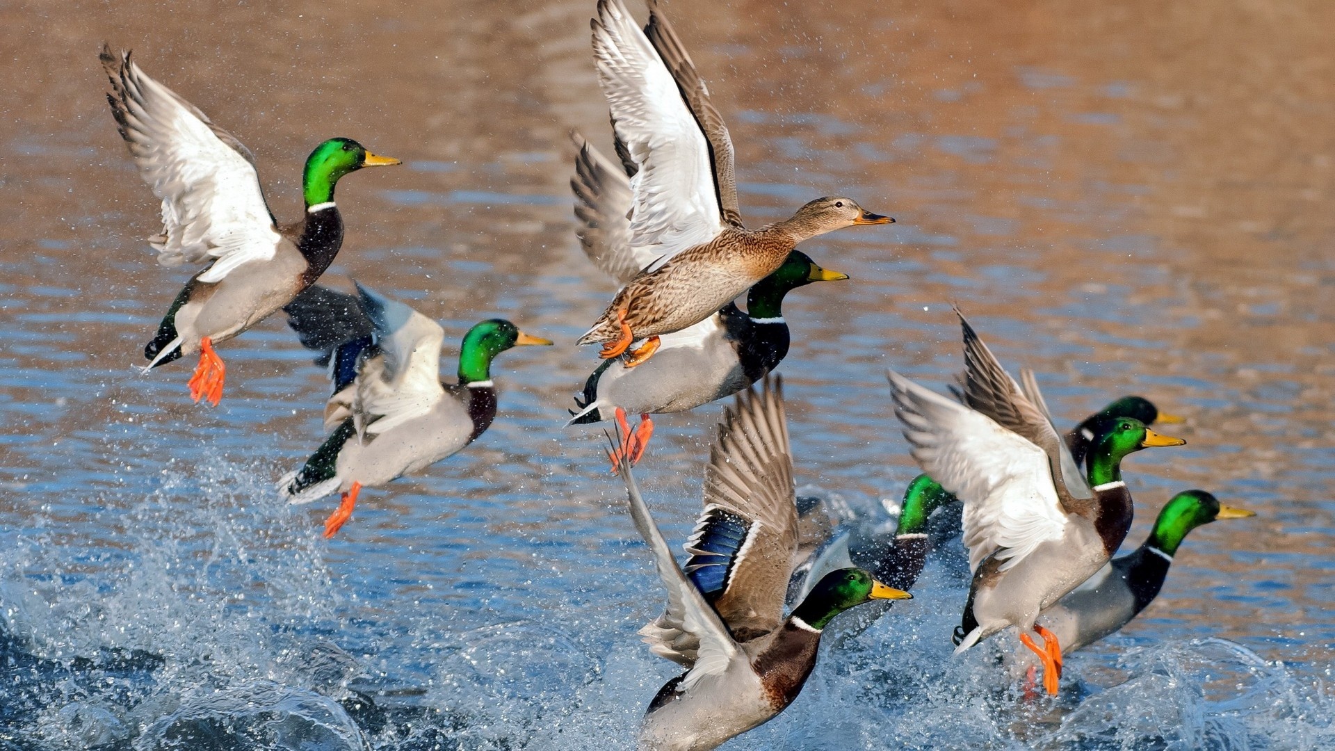 Ducks Flying Over Water Wallpaper