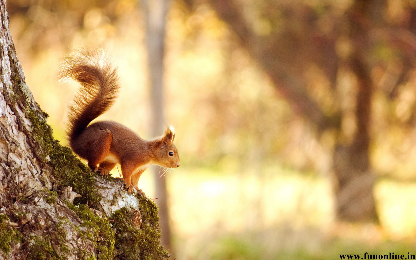 Squirrel Wallpapers Download Charming Squirrels HD Wallpaper Free