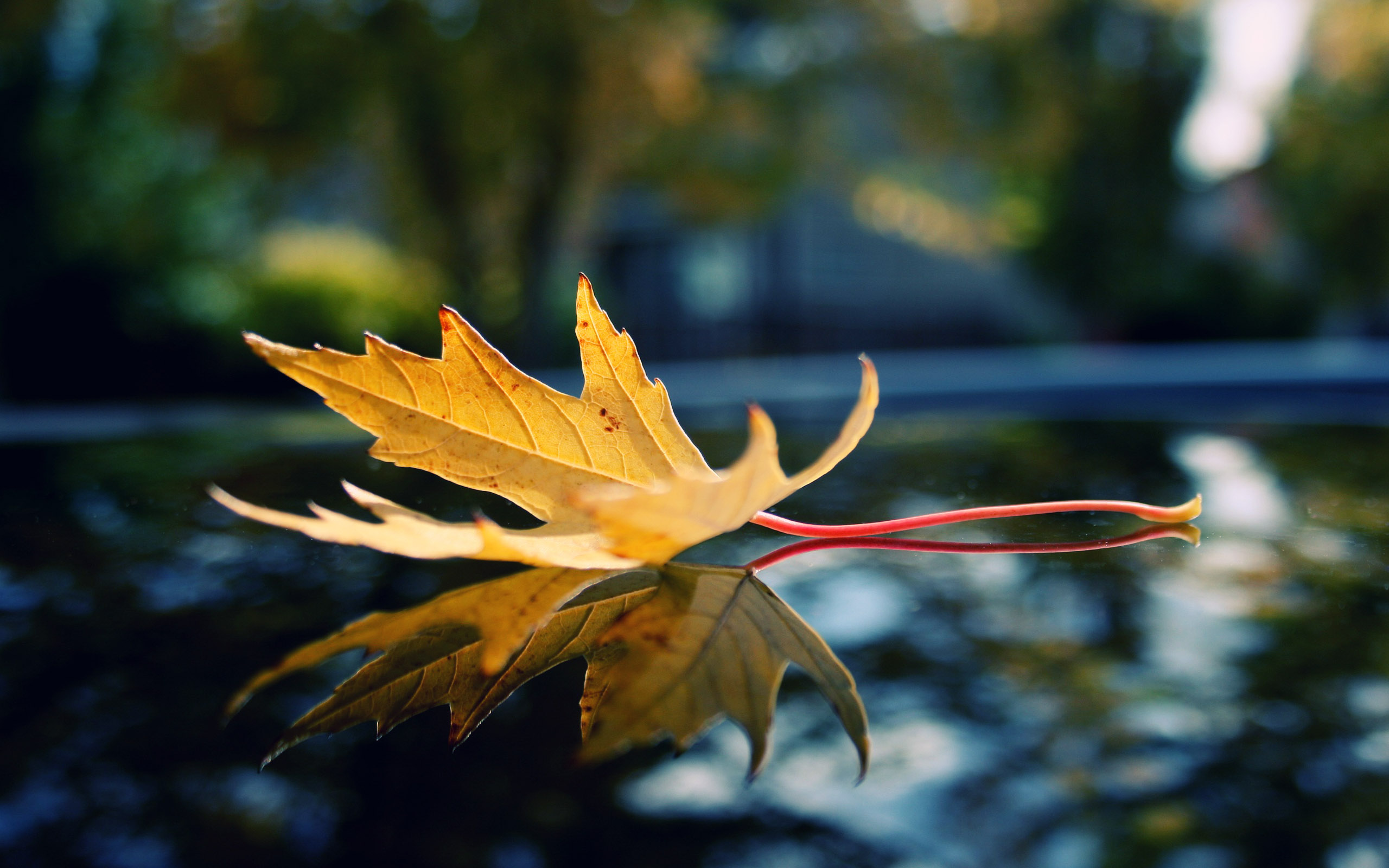 Natural Leaf Desktop HD Wallpaper