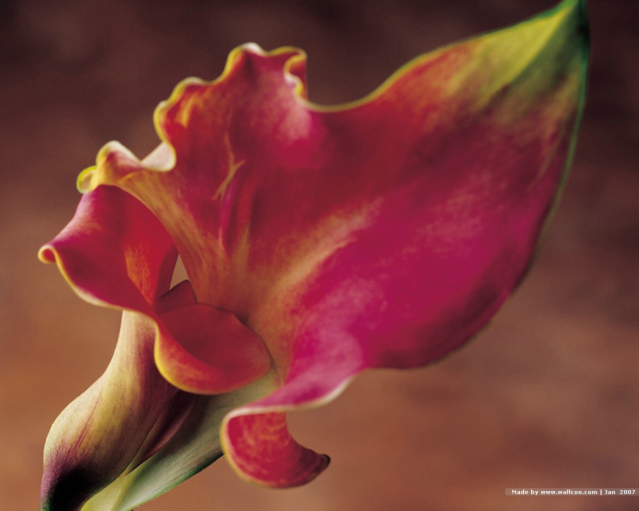 Red Calla Lily Is A Great Wallpaper For Your Puter Desktop And